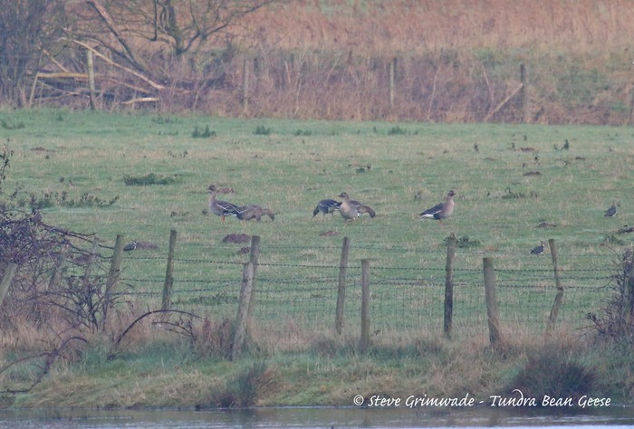 Tundra Bean Goose