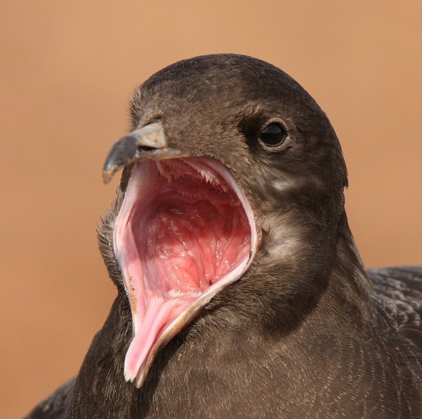 Long-tailed Skua