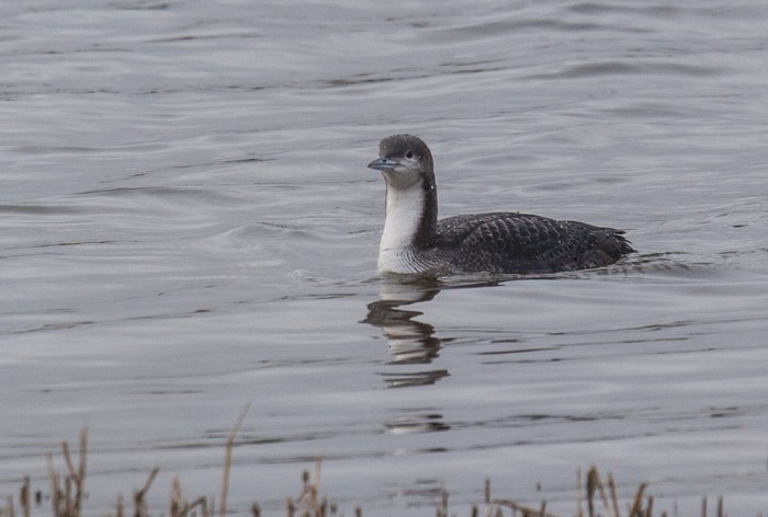 Pacific Diver