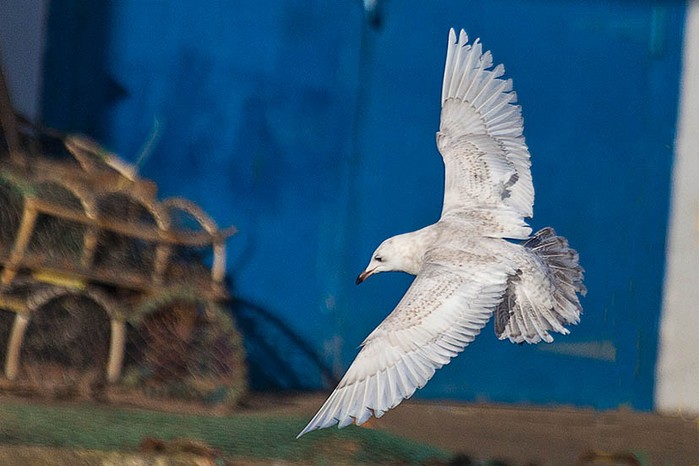 Iceland Gull