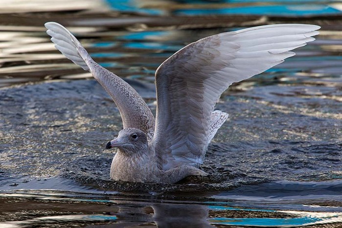 Glaucous Gull