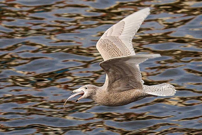 Glaucous Gull
