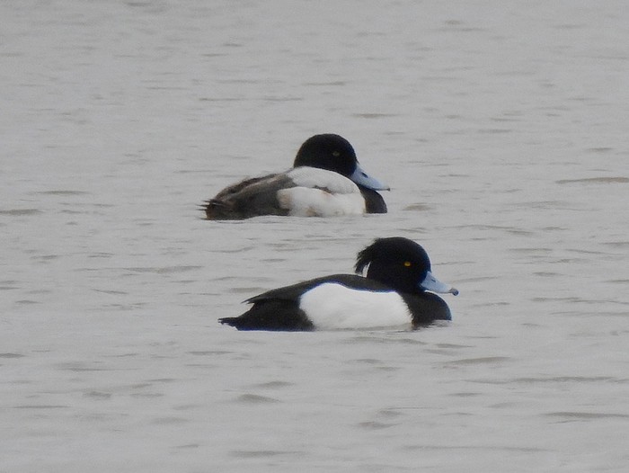 Scaup