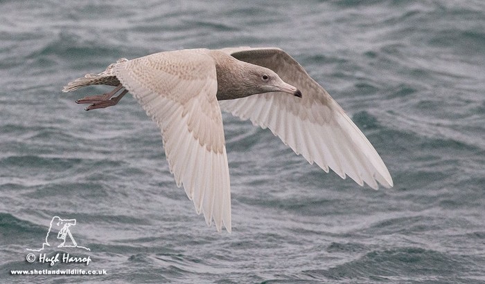Glaucous Gull