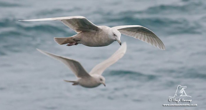 Iceland Gull
