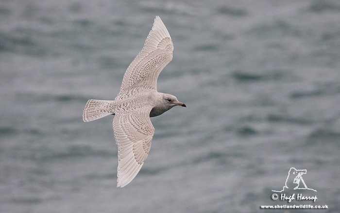 Iceland Gull