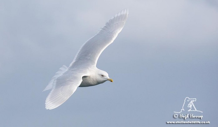 Iceland Gull