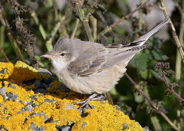 Barred Warbler
