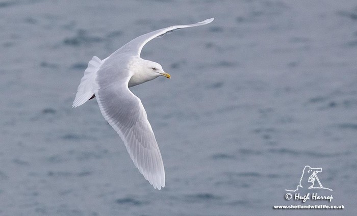 Iceland Gull