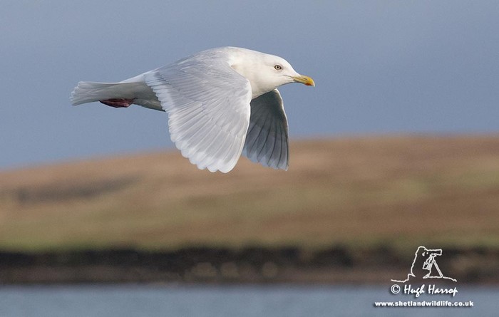 Iceland Gull