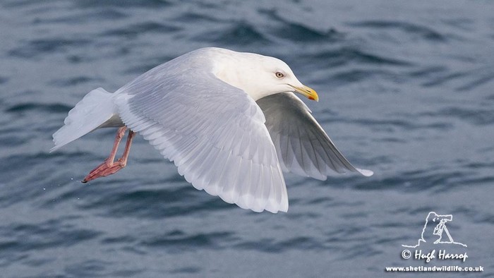 Iceland Gull