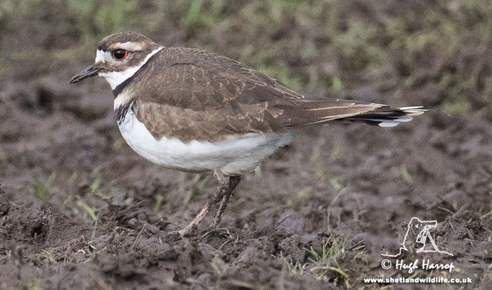 Killdeer