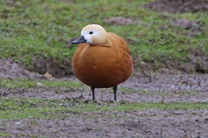 Ruddy Shelduck