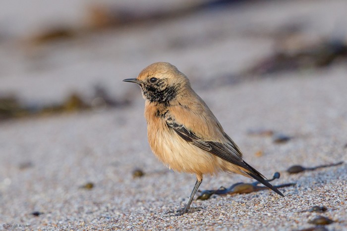 Desert Wheatear