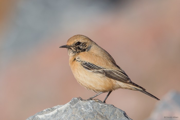 Desert Wheatear