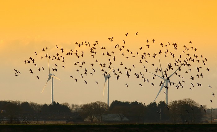 Brent Goose