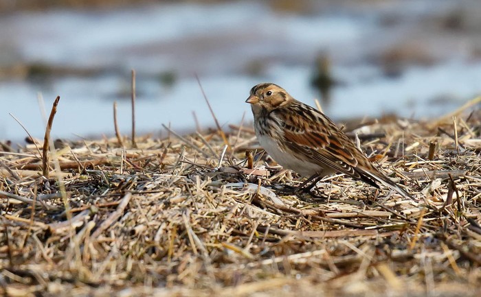 Lapland Bunting