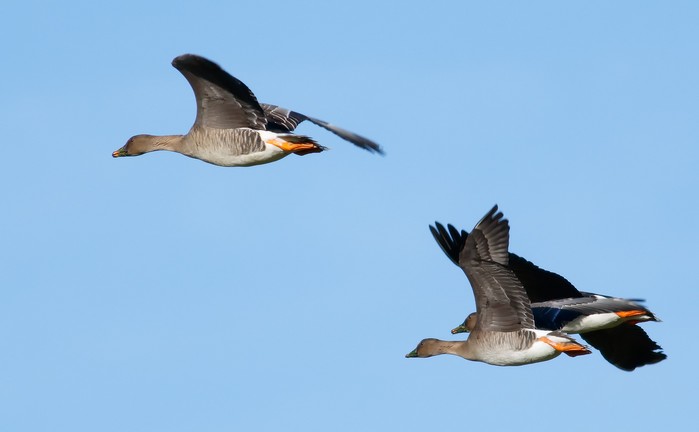 Tundra Bean Goose