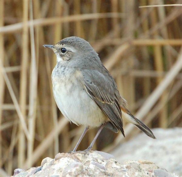 Bluethroat