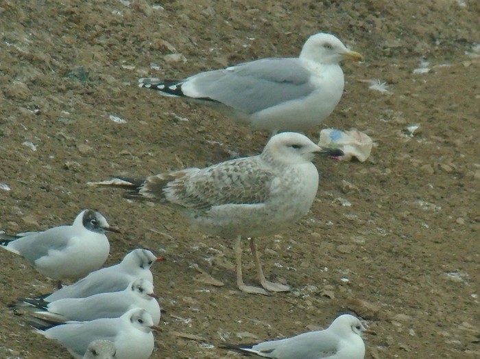 Caspian Gull