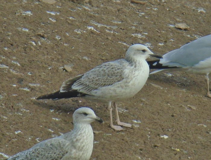 Caspian Gull