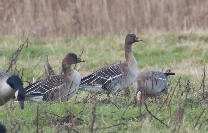 Tundra Bean Goose