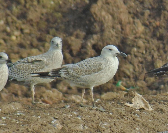 Caspian Gull