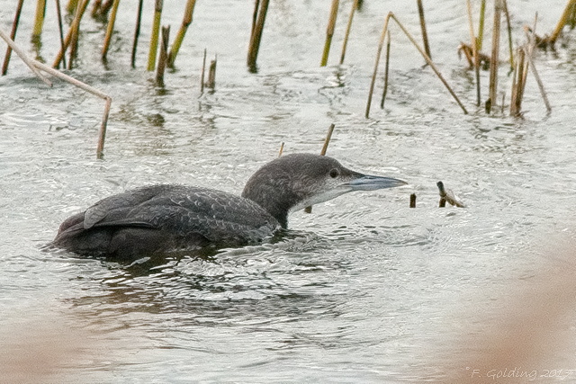 Pacific Diver