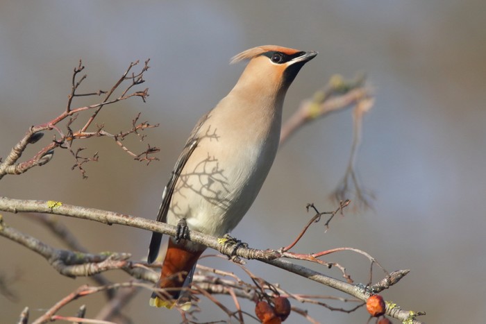 Waxwing