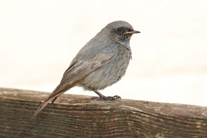 Black Redstart