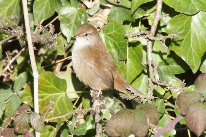 Cetti's Warbler