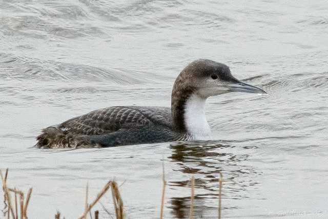 Pacific Diver