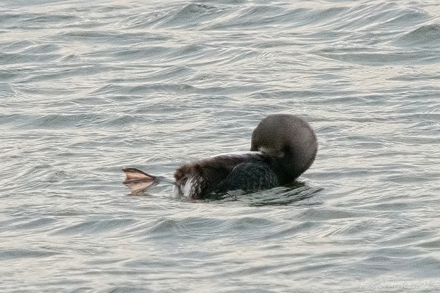 Pacific Diver