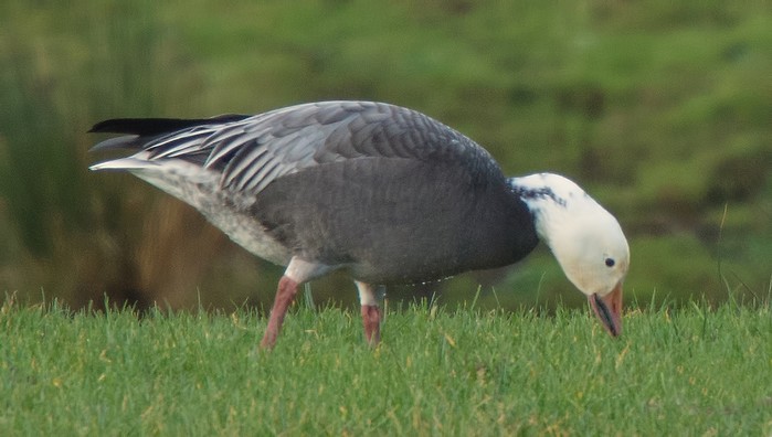 Lesser Snow Goose