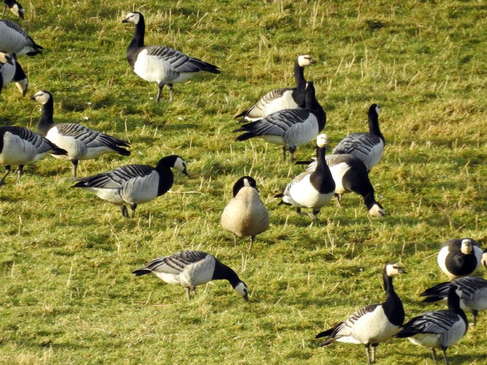 Cackling Goose