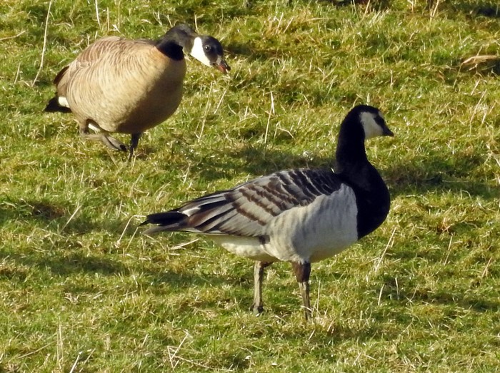 Cackling Goose
