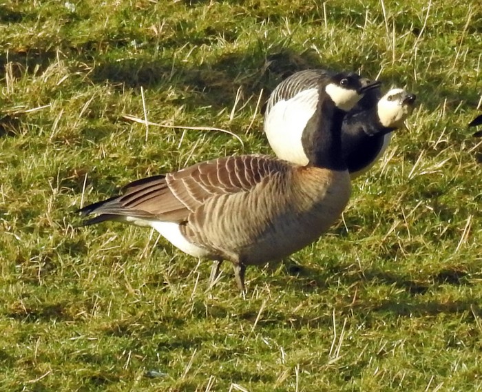 Cackling Goose