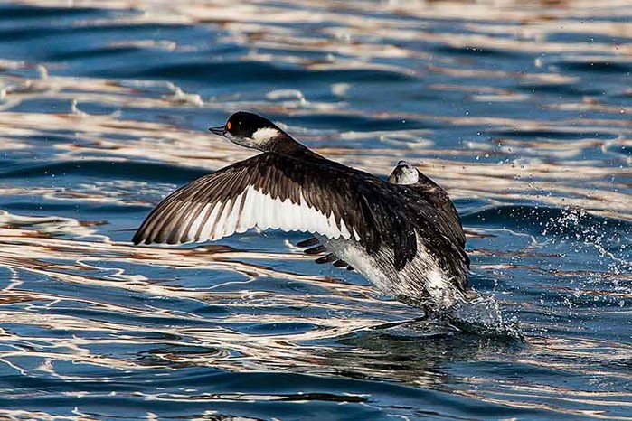 Black-necked Grebe