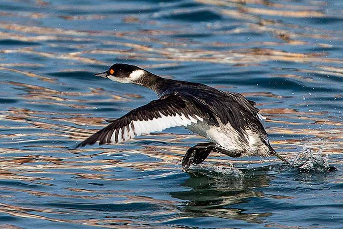 Black-necked Grebe