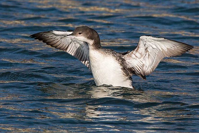 Great Northern Diver