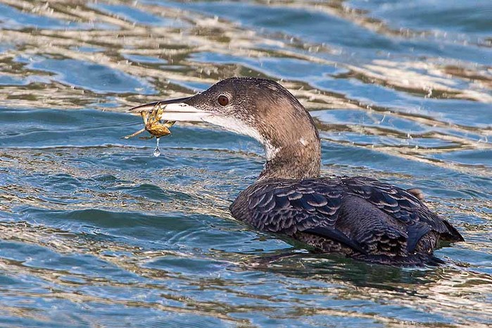 Great Northern Diver