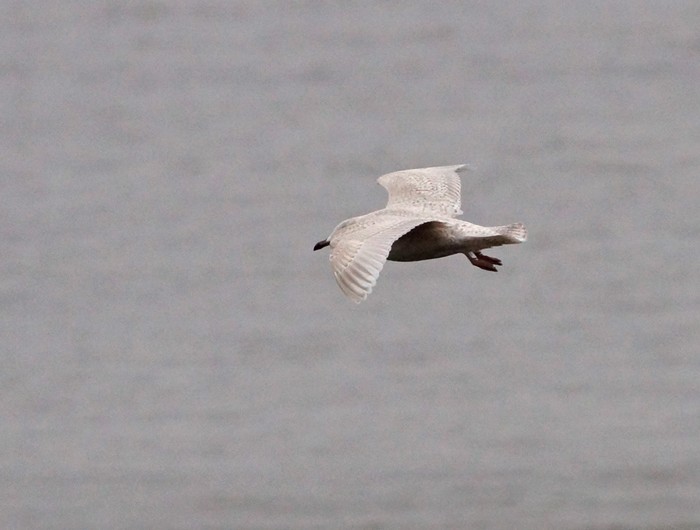 Kumlien's Gull
