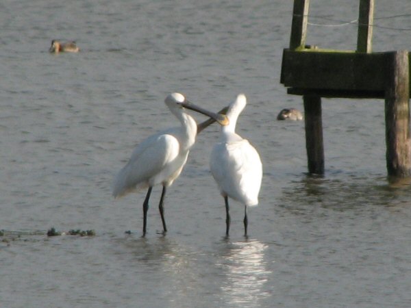 Spoonbill