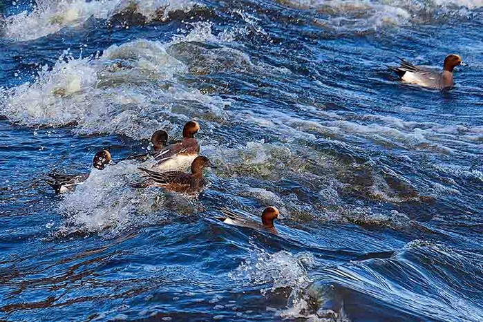 Wigeon