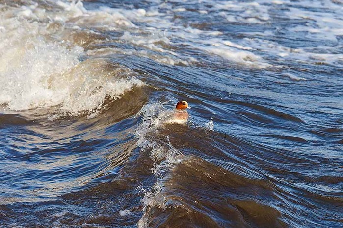 Wigeon
