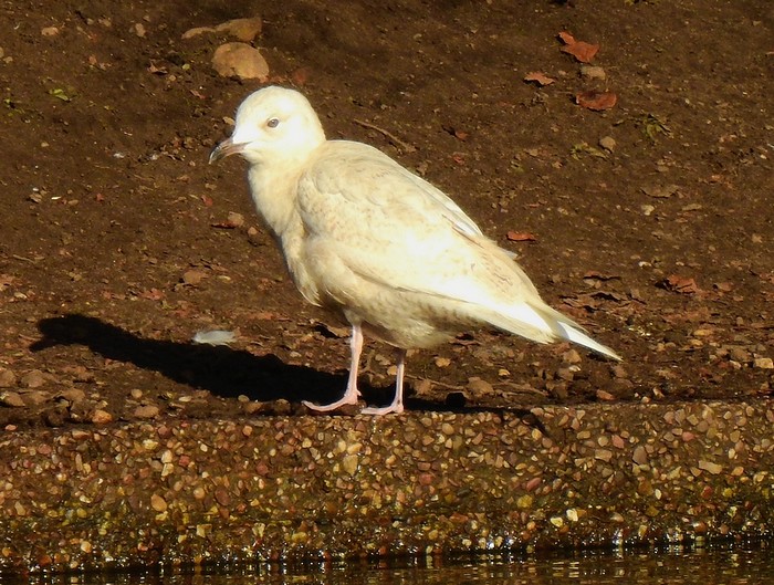 Iceland Gull