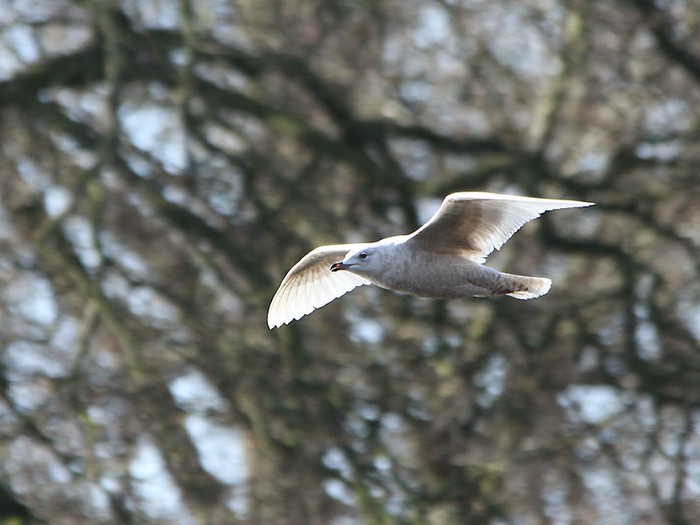 Iceland Gull