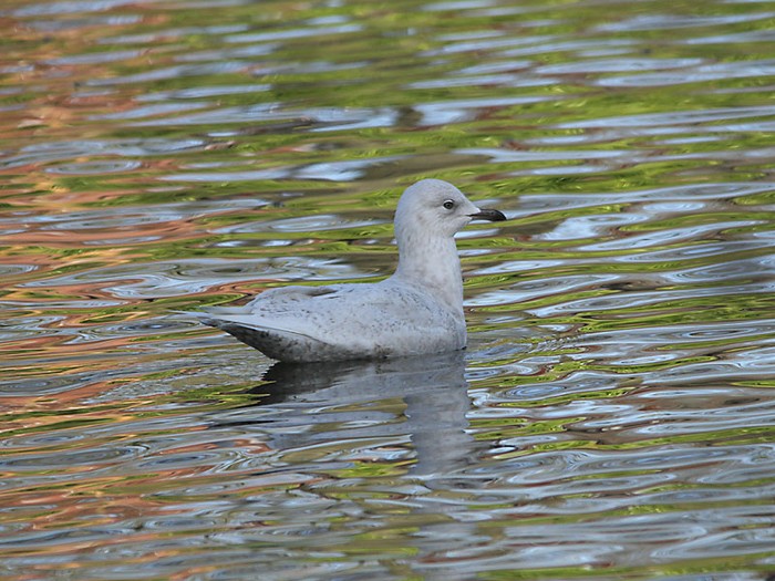 Iceland Gull