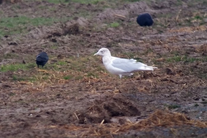 Iceland Gull