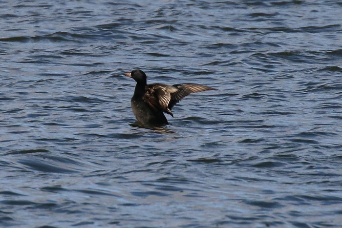 Common Scoter